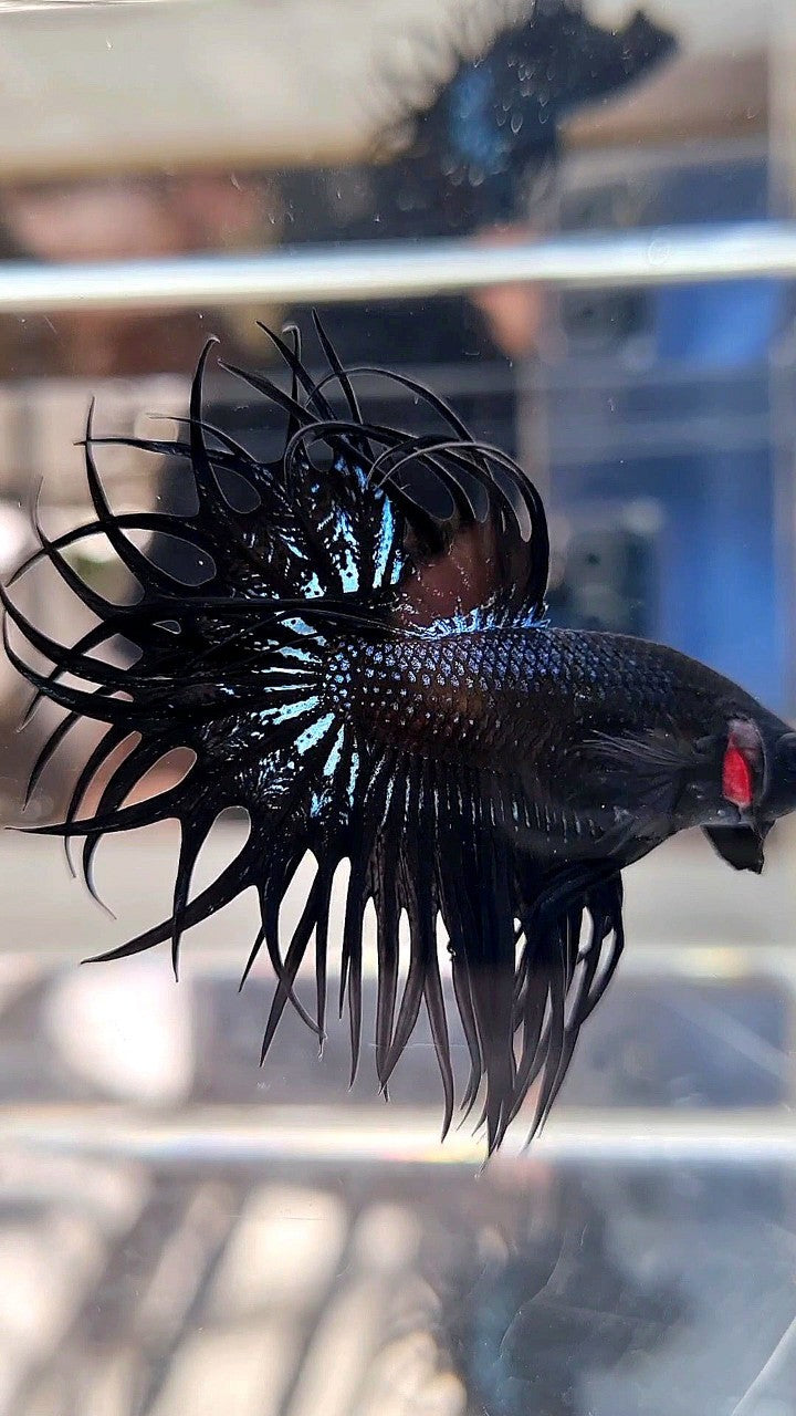 LUXURY XL KING CROWNTAIL BLACK ORCHID BETTA FISH