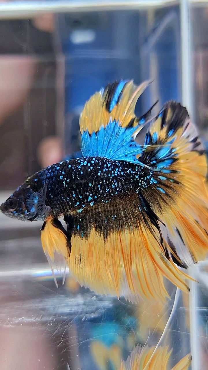 LUXURY HALFMOON ROSETAIL BLACK BLUE STARDUST GLITTER YELLOW BUTERFLY GALAXY BETTA FISH