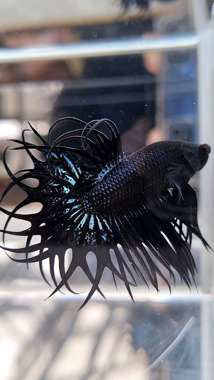 LUXURY XL KING CROWNTAIL BLACK ORCHID BETTA FISH