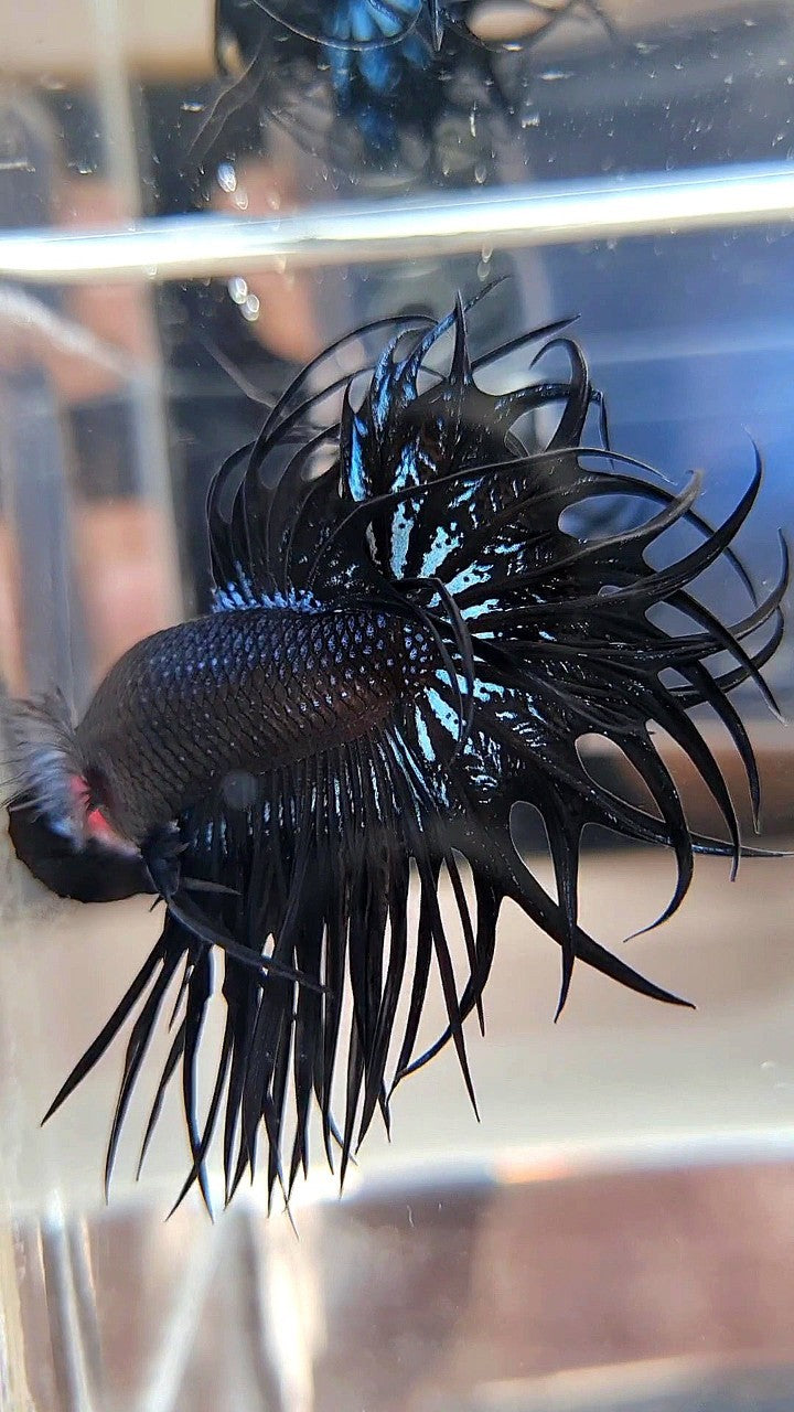 LUXURY XL KING CROWNTAIL BLACK ORCHID BETTA FISH
