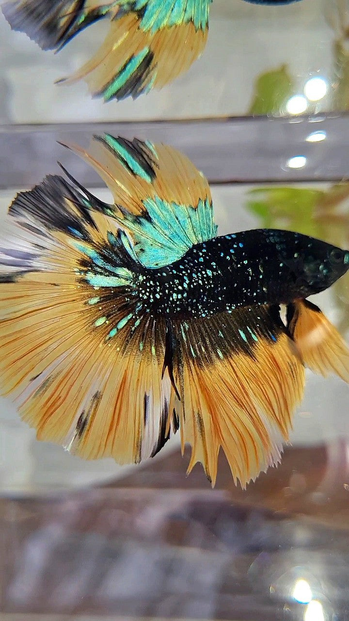 LUXURY HALFMOON ROSETAIL BLACK BLUE STARDUST GLITTER YELLOW BUTERFLY GALAXY BETTA FISH