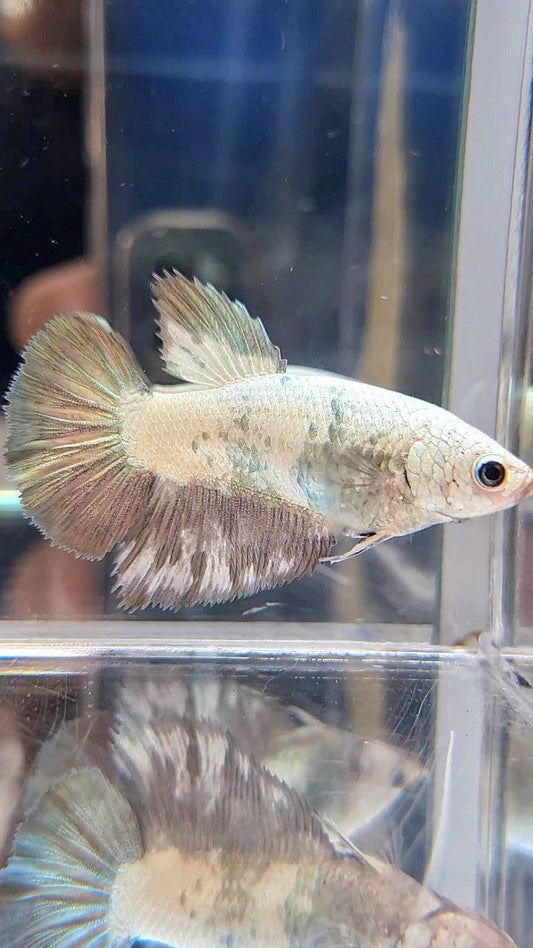 FEMALE HALFMOON COPPER RIM PANDA BETTA FISH