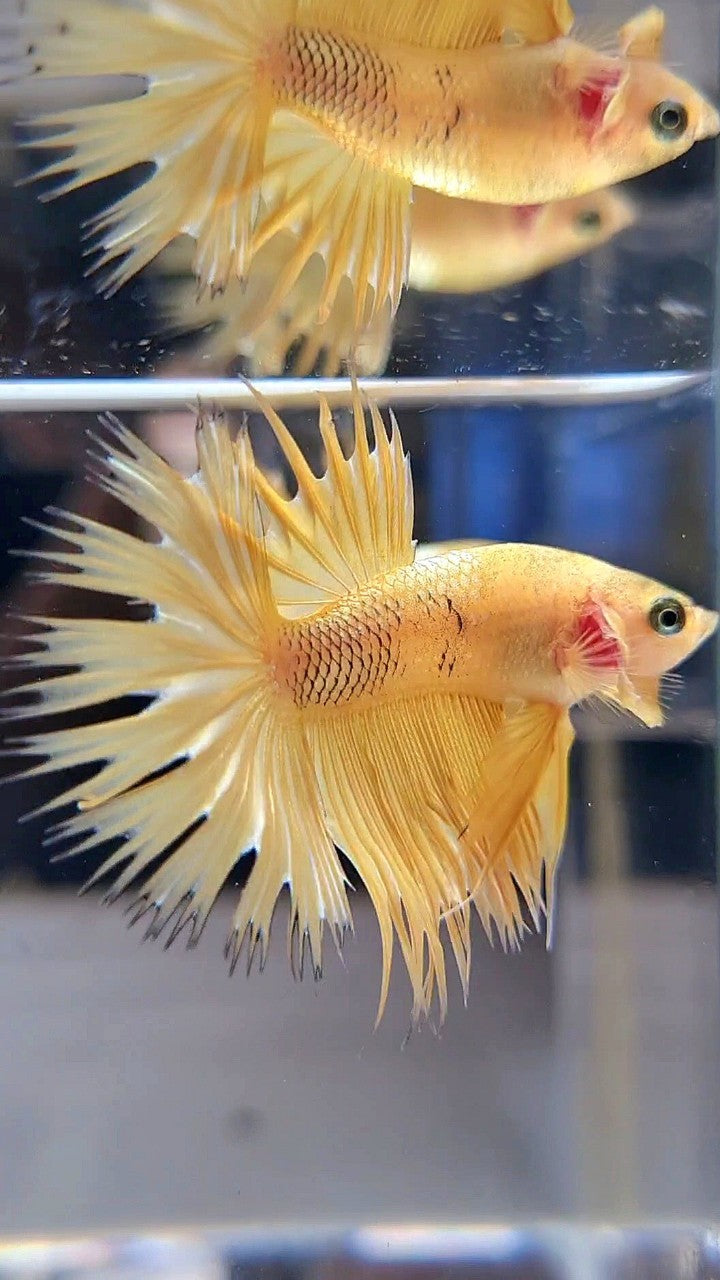 CROWNTAIL YELLOW GOLD GALAXY BETTA FISH