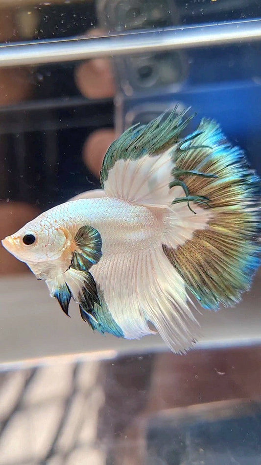 LUXURY HALFMOON ROSETAIL COPPER RIM BICOLOR BETTA FISH