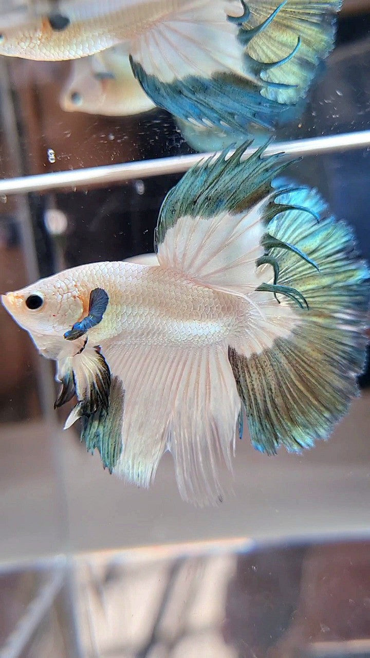 LUXURY HALFMOON ROSETAIL COPPER RIM BICOLOR BETTA FISH