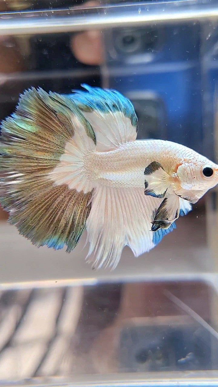 LUXURY HALFMOON ROSETAIL COPPER RIM BICOLOR BETTA FISH