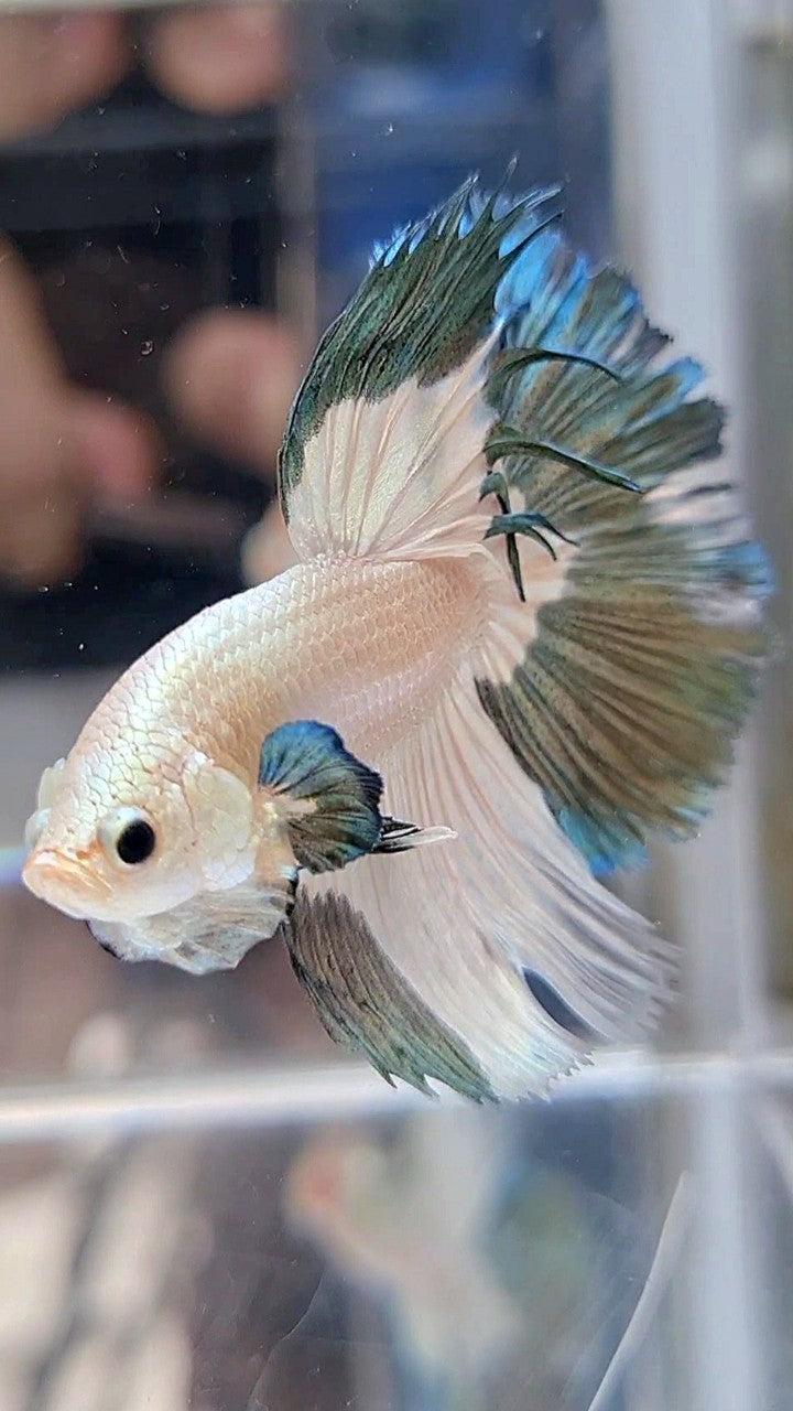 LUXURY HALFMOON ROSETAIL COPPER RIM BICOLOR BETTA FISH