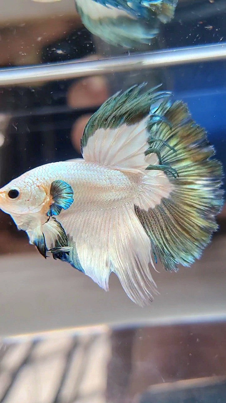LUXURY HALFMOON ROSETAIL COPPER RIM BICOLOR BETTA FISH