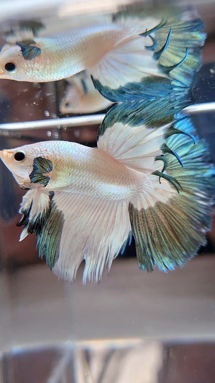 LUXURY HALFMOON ROSETAIL COPPER RIM BICOLOR BETTA FISH