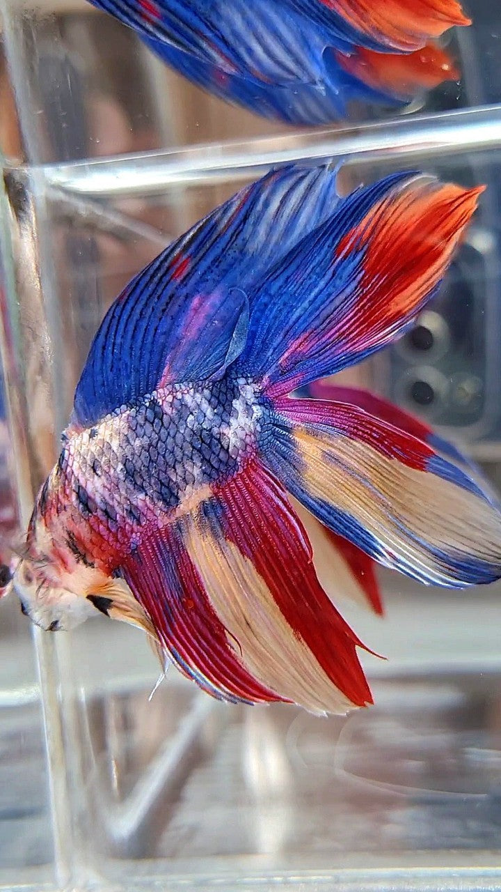 XL VEILTAIL DOUBLE TAIL BLUE RED FANCY MULTICOLOR BETTA FISH