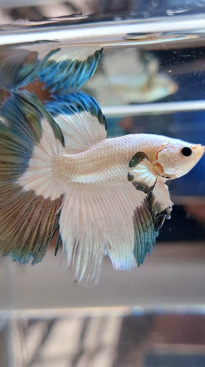 LUXURY HALFMOON ROSETAIL COPPER RIM BICOLOR BETTA FISH