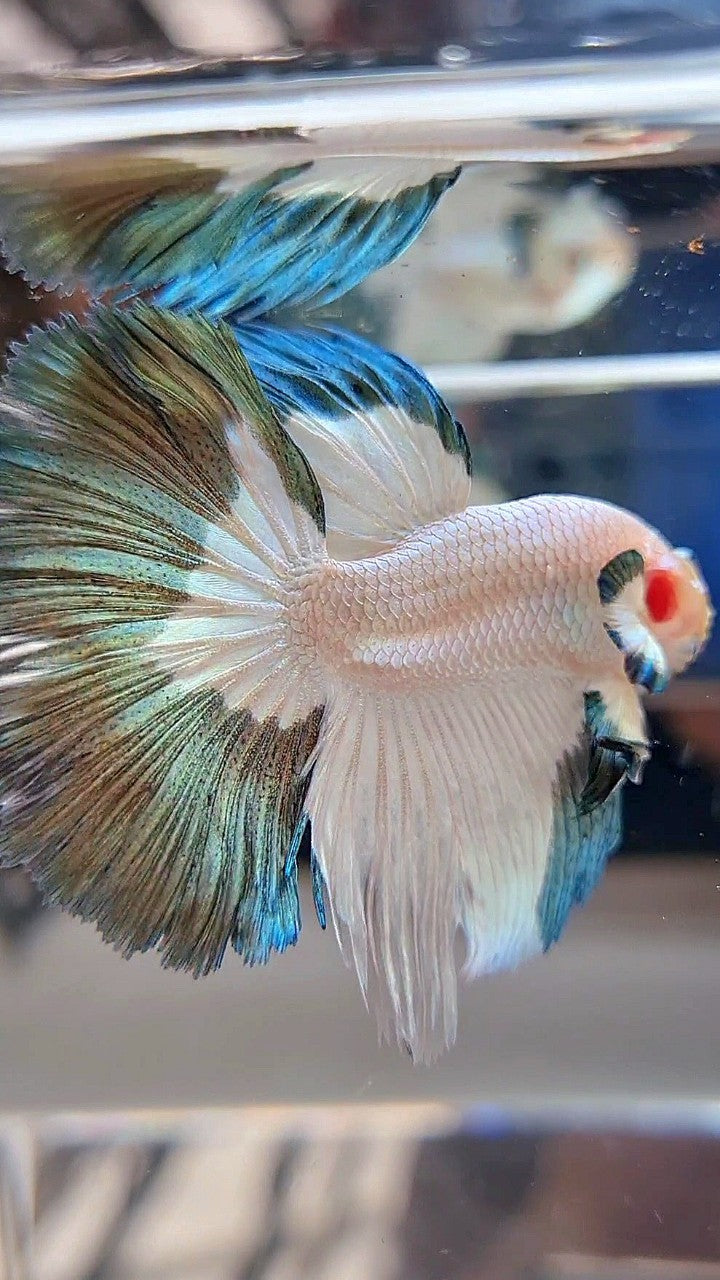 LUXURY HALFMOON ROSETAIL COPPER RIM BICOLOR BETTA FISH
