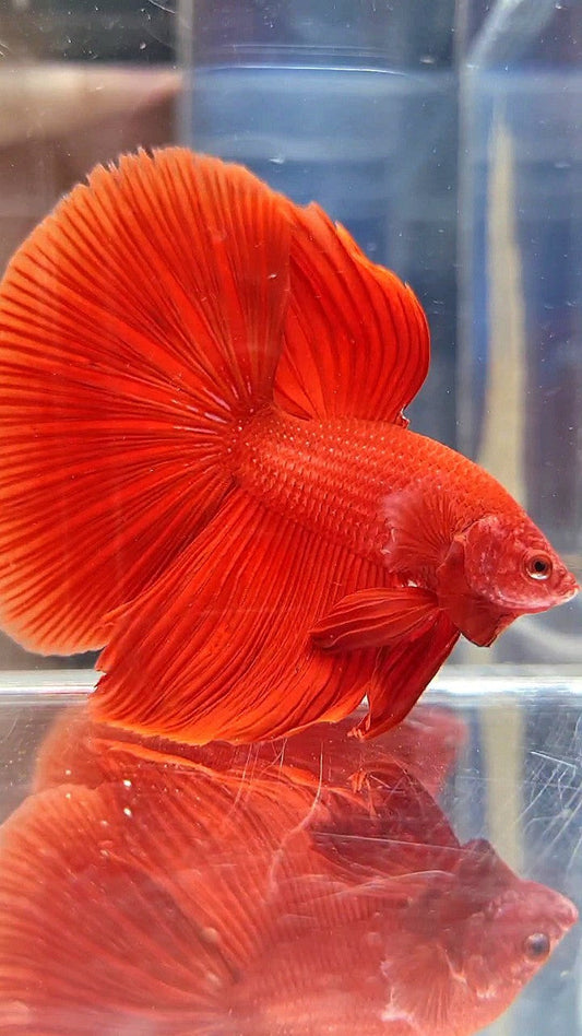 HALFMOON ROSETAIL SUPER RED BETTA FISH