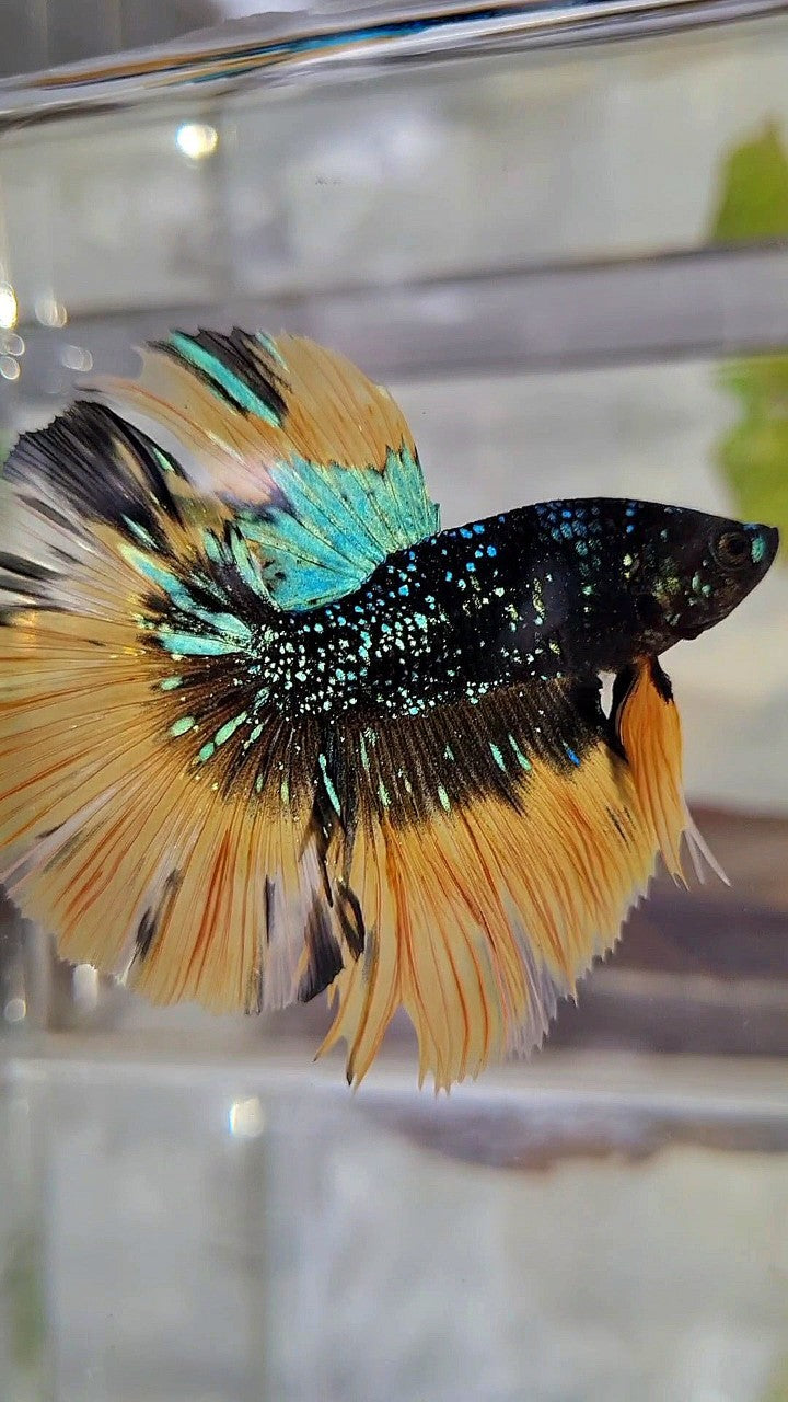 LUXURY HALFMOON ROSETAIL BLACK BLUE STARDUST GLITTER YELLOW BUTERFLY GALAXY BETTA FISH