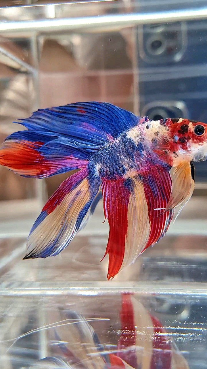 XL VEILTAIL DOUBLE TAIL BLUE RED FANCY MULTICOLOR BETTA FISH