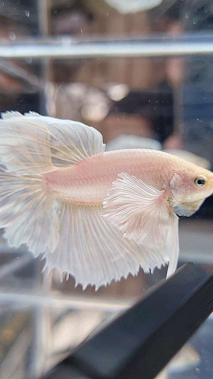 HALFMOON DUMBO EAR ROSETAIL WHITE PLATINUM BETTA FISH