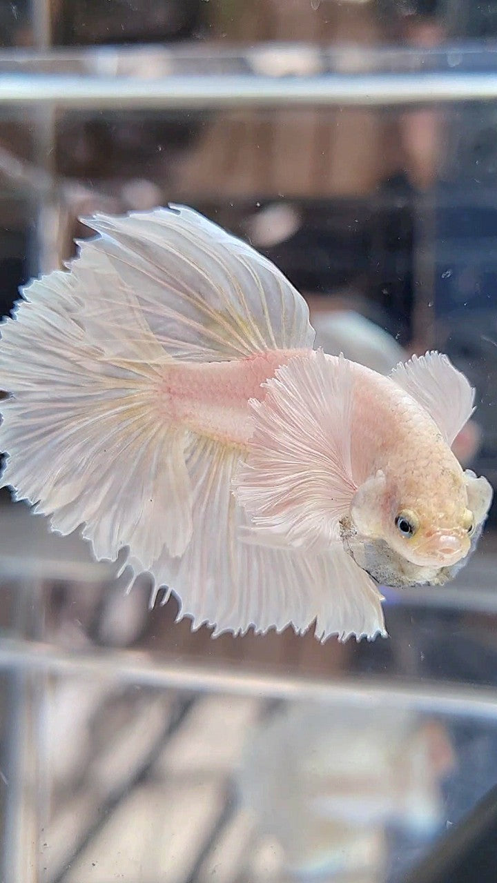 HALFMOON DUMBO EAR ROSETAIL WHITE PLATINUM BETTA FISH