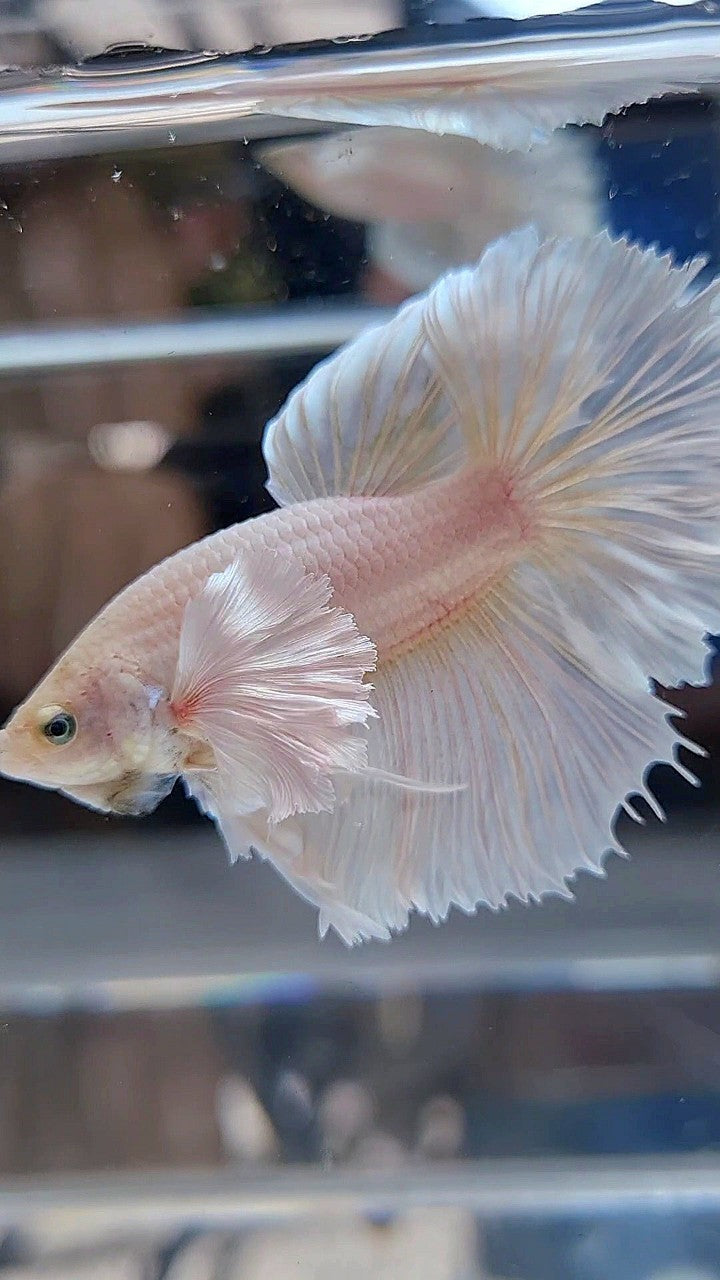 HALFMOON DUMBO EAR ROSETAIL WHITE PLATINUM BETTA FISH