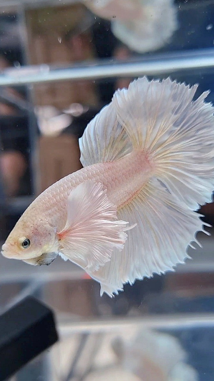 HALFMOON DUMBO EAR ROSETAIL WHITE PLATINUM BETTA FISH