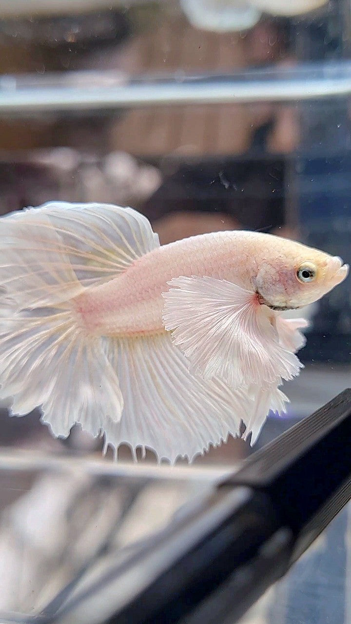 HALFMOON DUMBO EAR ROSETAIL WHITE PLATINUM BETTA FISH