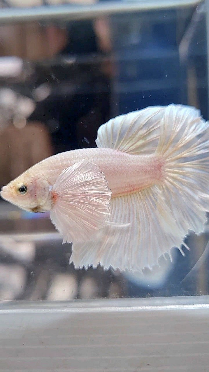 HALFMOON DUMBO EAR ROSETAIL WHITE PLATINUM BETTA FISH