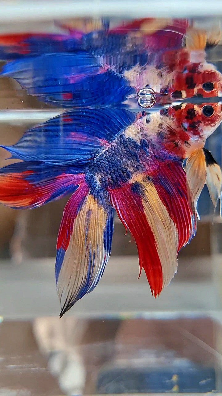 XL VEILTAIL DOUBLE TAIL BLUE RED FANCY MULTICOLOR BETTA FISH