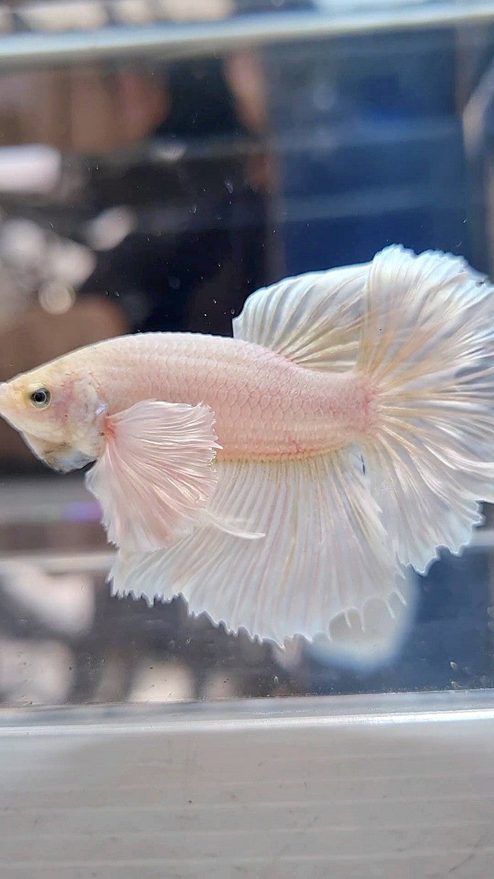 HALFMOON DUMBO EAR ROSETAIL WHITE PLATINUM BETTA FISH