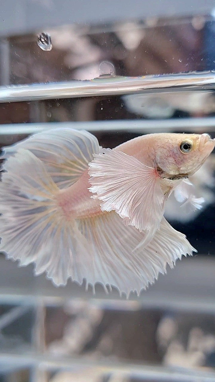 HALFMOON DUMBO EAR ROSETAIL WHITE PLATINUM BETTA FISH