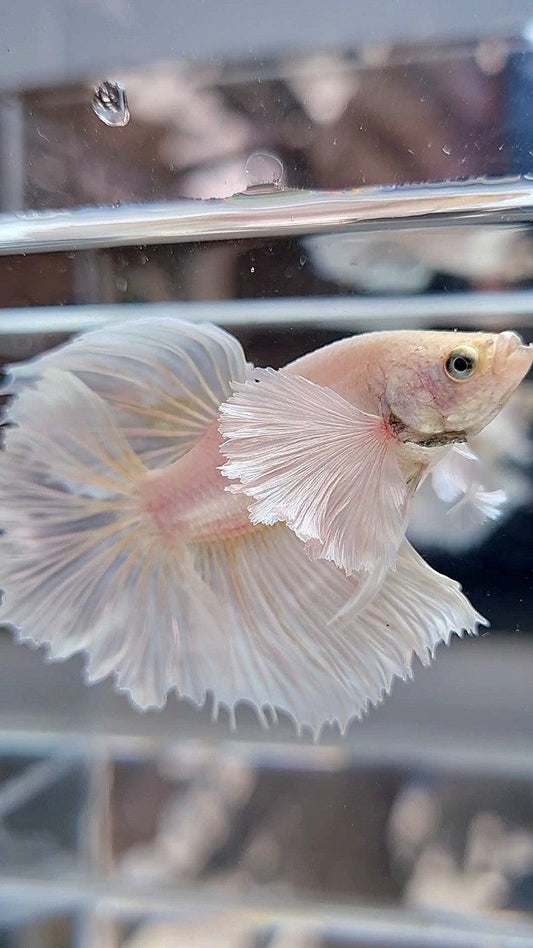 HALFMOON DUMBO EAR ROSETAIL WHITE PLATINUM BETTA FISH