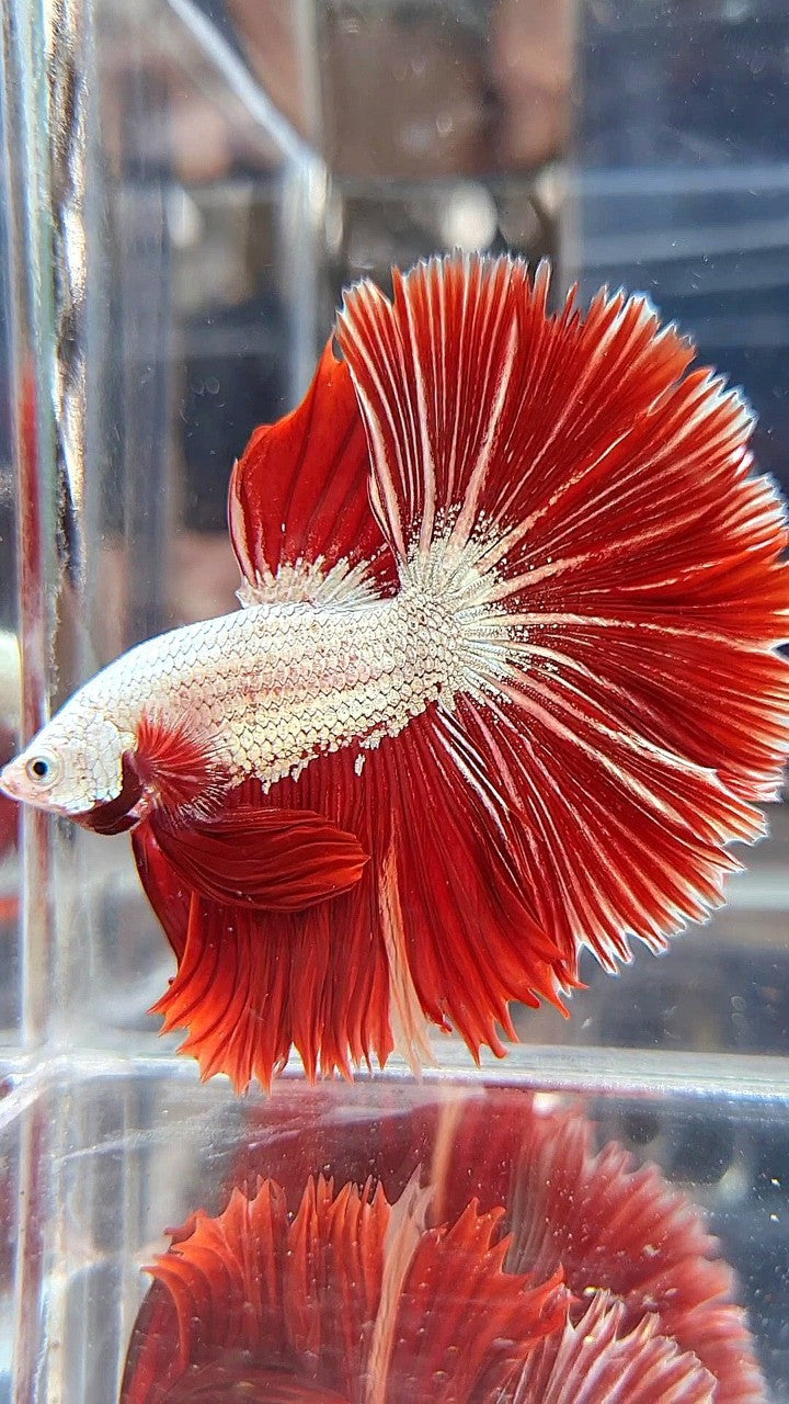 XL HALFMOON OVERTIAL ROSETAIL RED DRAGON SNOW BETTA FISH