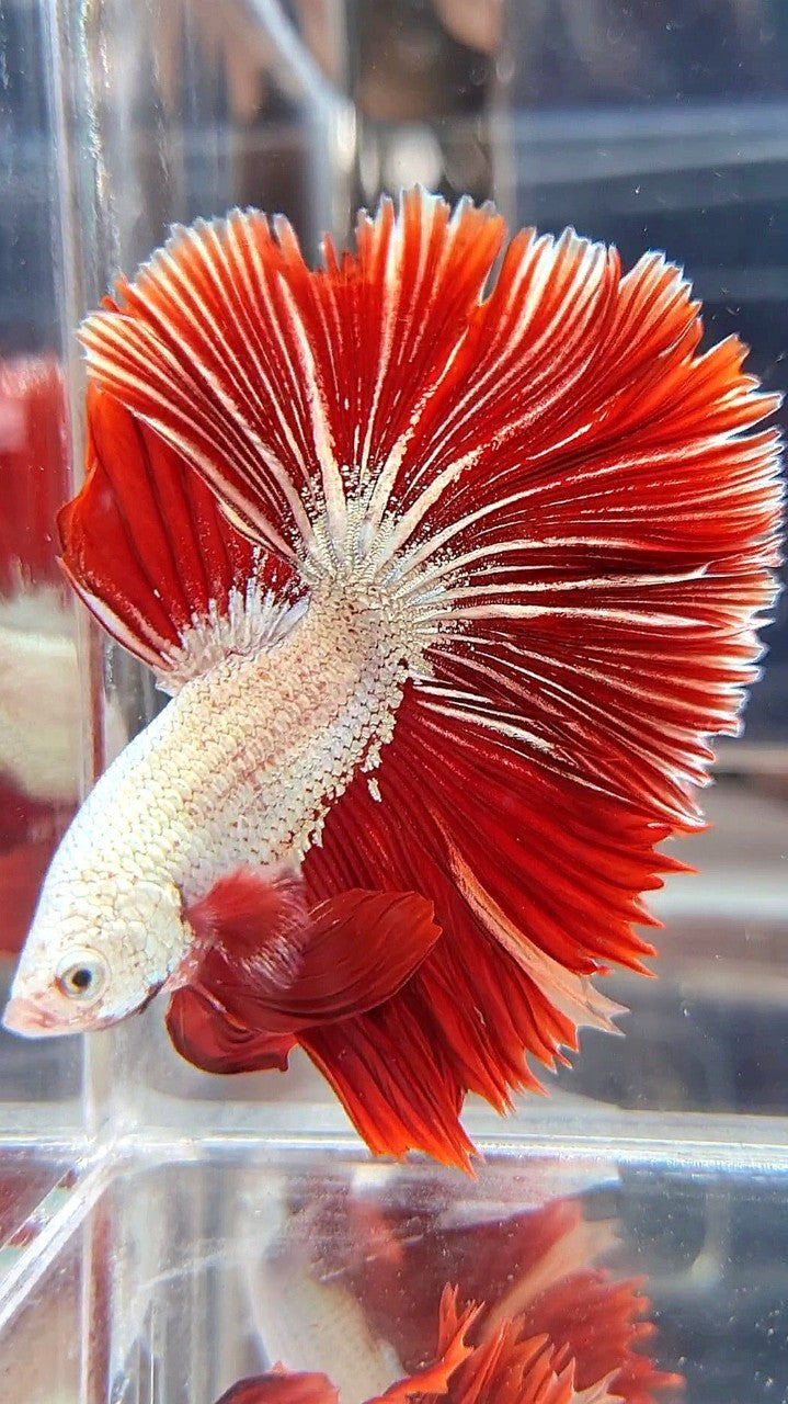 XL HALFMOON OVERTIAL ROSETAIL RED DRAGON SNOW BETTA FISH