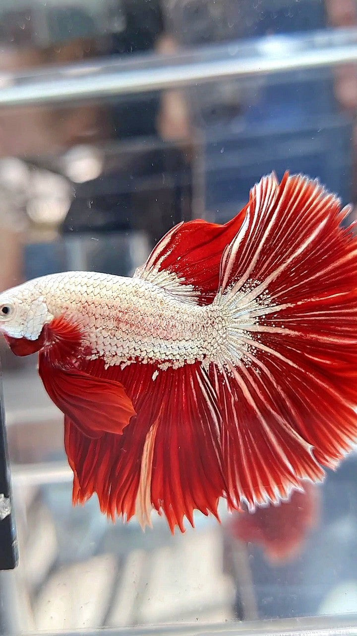 XL HALFMOON OVERTIAL ROSETAIL RED DRAGON SNOW BETTA FISH