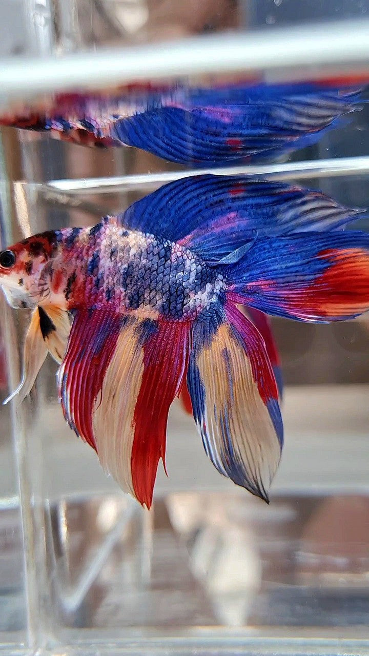 XL VEILTAIL DOUBLE TAIL BLUE RED FANCY MULTICOLOR BETTA FISH