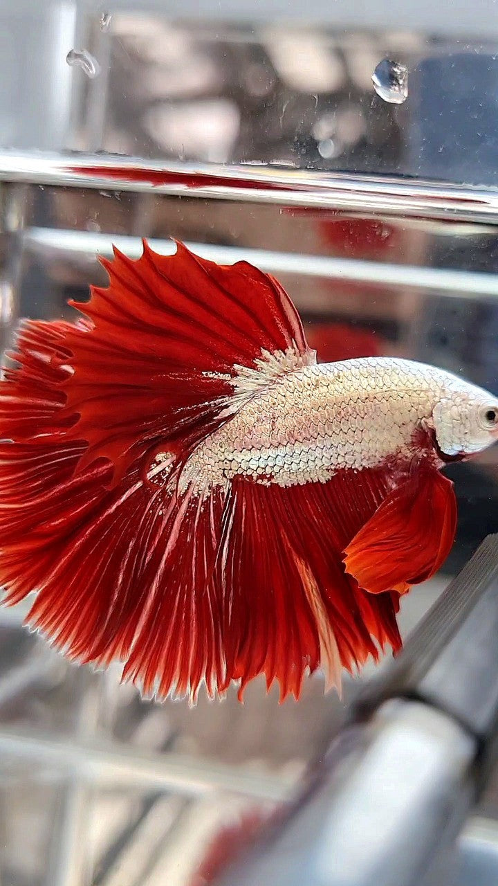XL HALFMOON OVERTIAL ROSETAIL RED DRAGON SNOW BETTA FISH