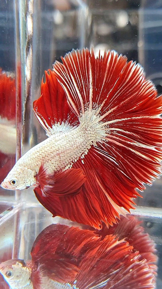 XL HALFMOON OVERTIAL ROSETAIL RED DRAGON SNOW BETTA FISH
