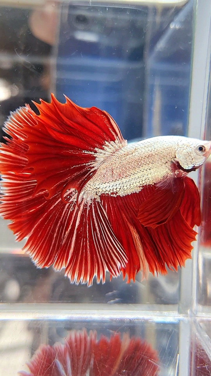XL HALFMOON OVERTIAL ROSETAIL RED DRAGON SNOW BETTA FISH