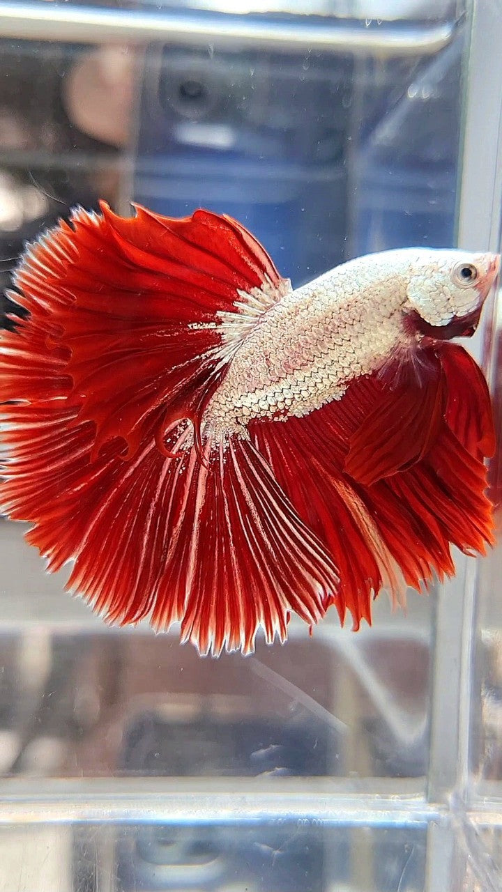 XL HALFMOON OVERTIAL ROSETAIL RED DRAGON SNOW BETTA FISH