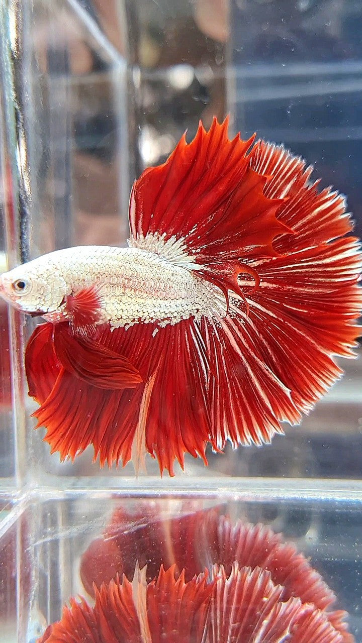 XL HALFMOON OVERTIAL ROSETAIL RED DRAGON SNOW BETTA FISH