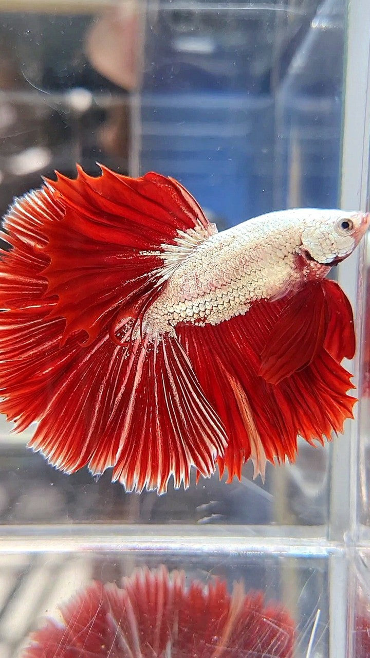 XL HALFMOON OVERTIAL ROSETAIL RED DRAGON SNOW BETTA FISH