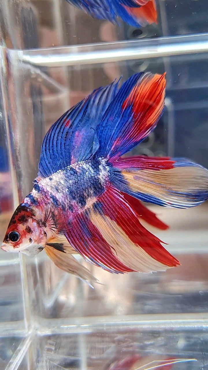XL VEILTAIL DOUBLE TAIL BLUE RED FANCY MULTICOLOR BETTA FISH