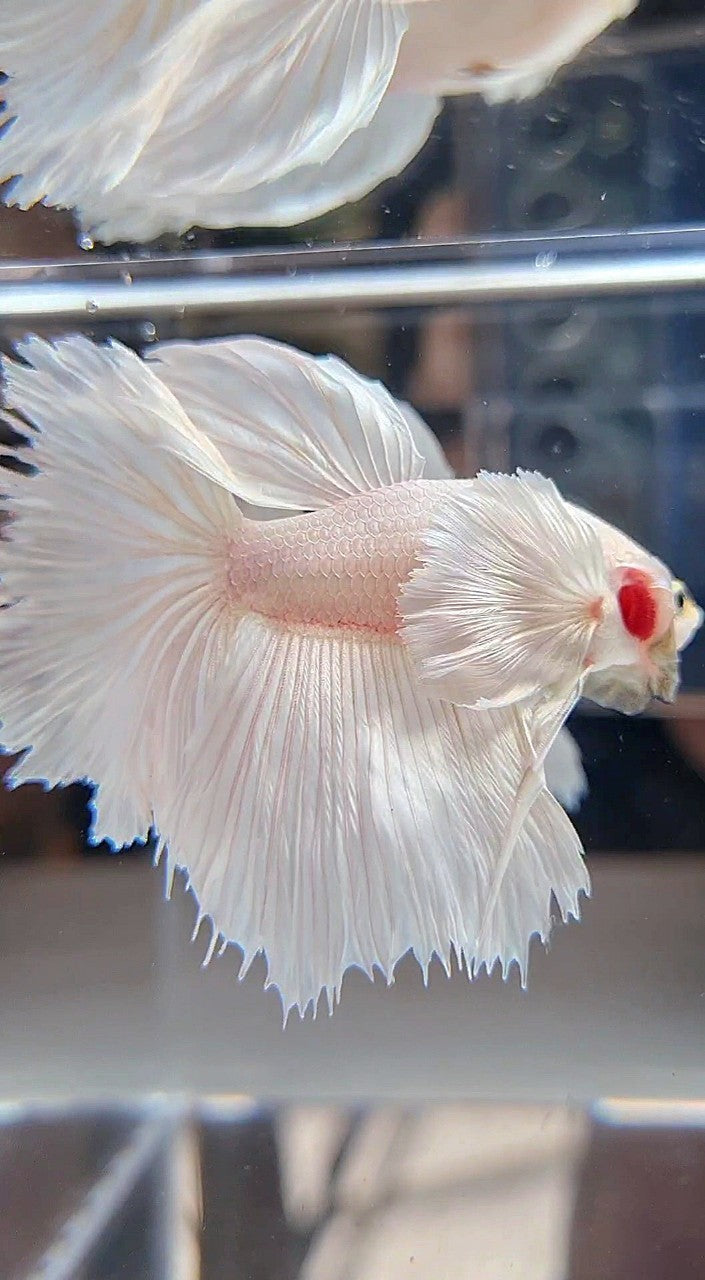 HALFMOON DUMBO EAR ROSETAIL WHITE PLATINUM BETTA FISH