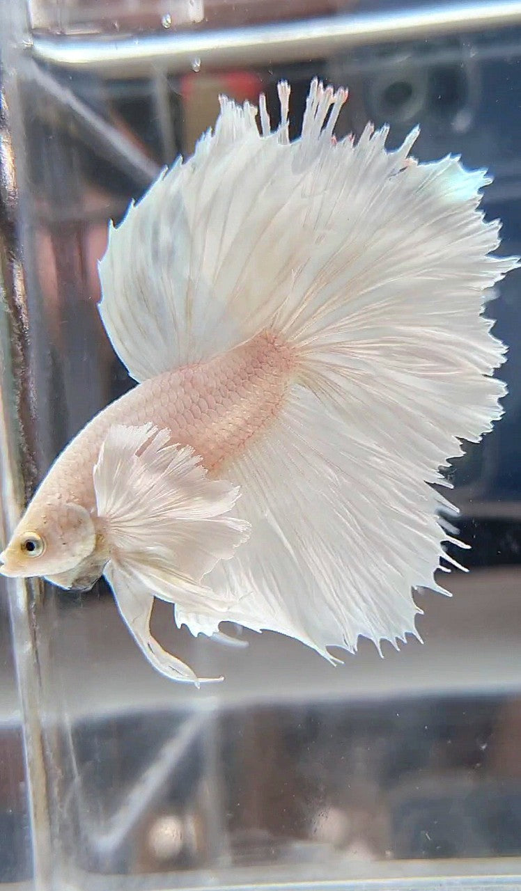 HALFMOON DUMBO EAR ROSETAIL WHITE PLATINUM BETTA FISH