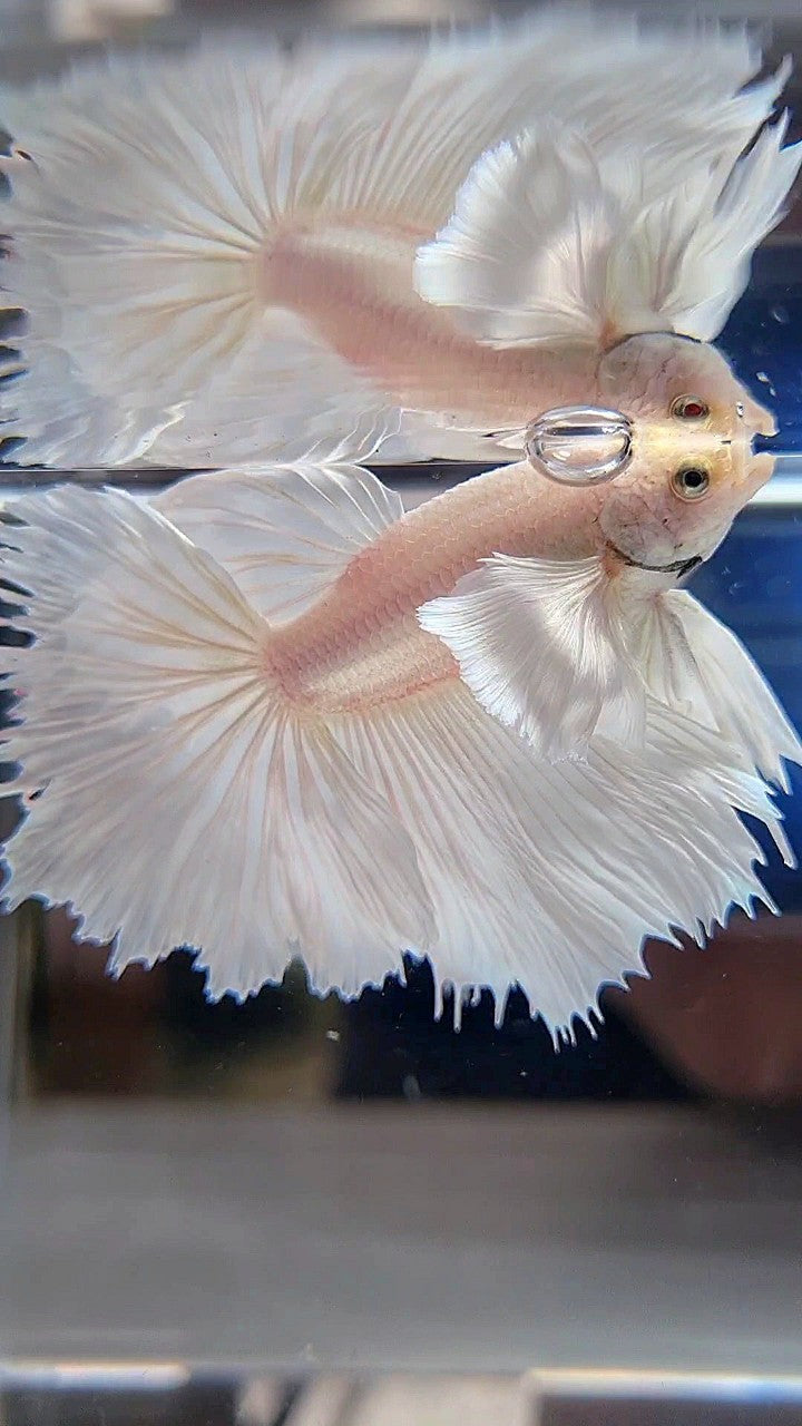HALFMOON DUMBO EAR ROSETAIL WHITE PLATINUM BETTA FISH