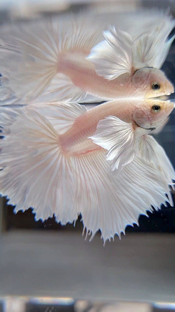 HALFMOON DUMBO EAR ROSETAIL WHITE PLATINUM BETTA FISH