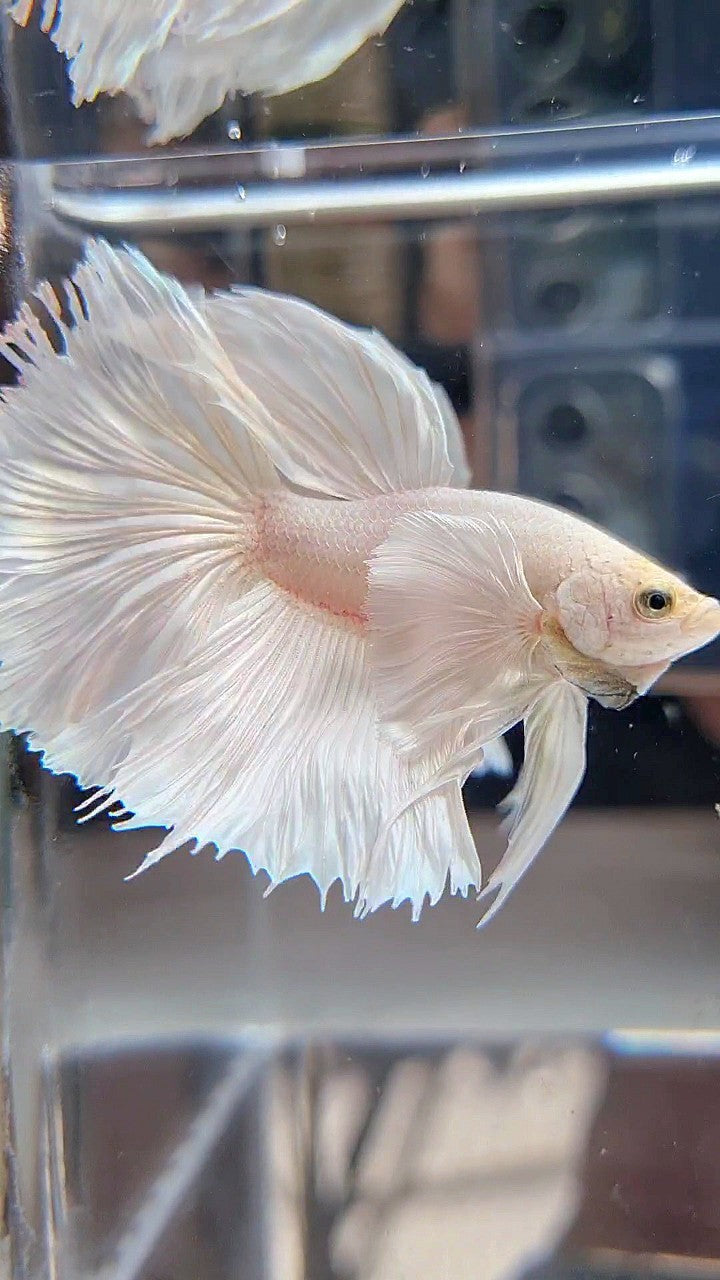HALFMOON DUMBO EAR ROSETAIL WHITE PLATINUM BETTA FISH