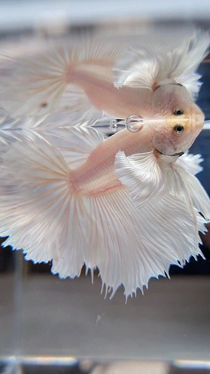 HALFMOON DUMBO EAR ROSETAIL WHITE PLATINUM BETTA FISH