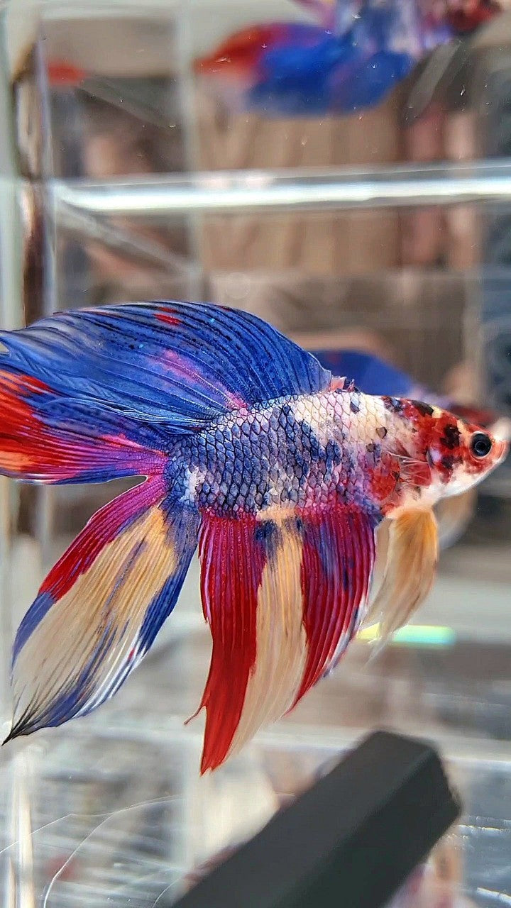 XL VEILTAIL DOUBLE TAIL BLUE RED FANCY MULTICOLOR BETTA FISH