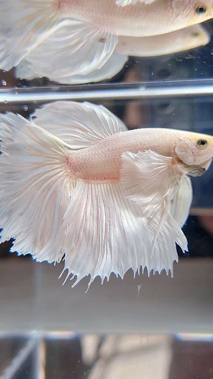 HALFMOON DUMBO EAR ROSETAIL WHITE PLATINUM BETTA FISH