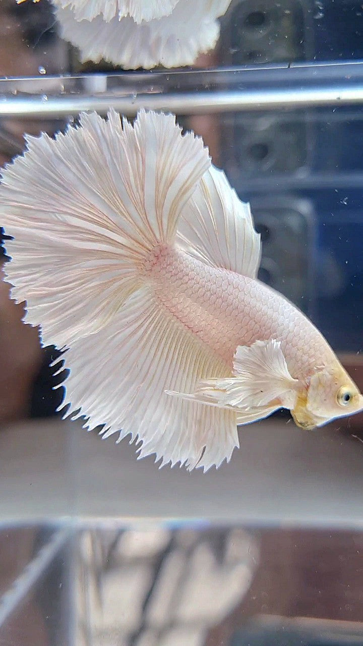 HALFMOON DUMBO EAR WHITE PLATINUM BETTA FISH