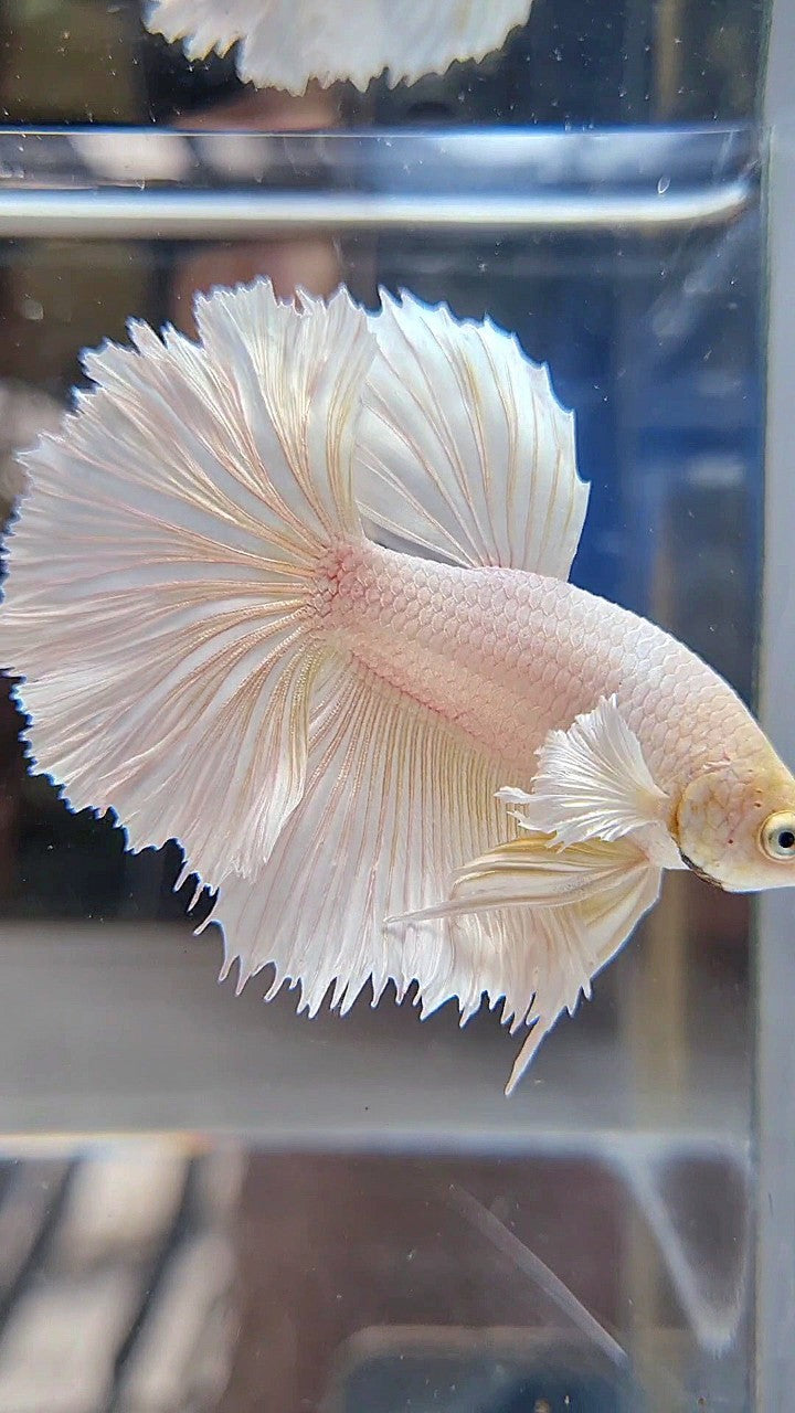 HALFMOON DUMBO EAR WHITE PLATINUM BETTA FISH